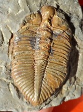Trilobite silurien chine d'occasion  Cuxac-d'Aude
