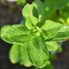 Pianta menta marocchina usato  Terlizzi