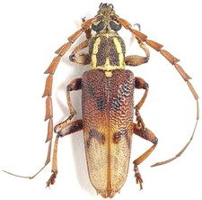 Cerambycidae Strongylurus latus Indonésia, W Papua comprar usado  Enviando para Brazil