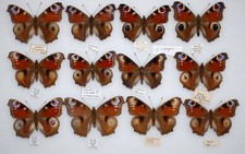 taxidermy moths for sale taxidermy moths for sale PERSHORE