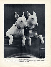 Bull terrier dogs for sale  COLEFORD