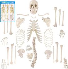 Disarticulated human skeleton for sale  Bronson