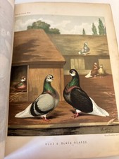 Victorian illustrated book for sale  BEDFORD