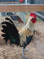 Game fowl sale for sale  San Juan