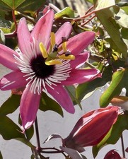 Passionsblume victoria kletter gebraucht kaufen  Halle