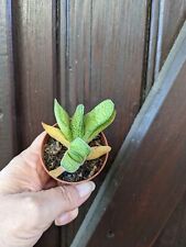Gasteria batesiana ans d'occasion  Cagnes-sur-Mer