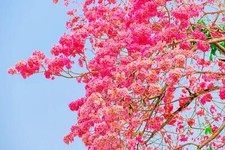 Pink trumpet tree for sale  Russell