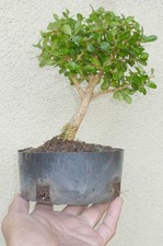 Japanese boxwood pre for sale  Rosemead