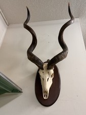 Kudu skull horns for sale  Cedar Bluff