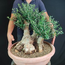 Pre bonsai esemplare usato  San Pancrazio Salentino
