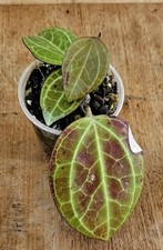 Hoya sarawak plant for sale  LONDON