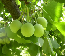 Set ginkgo trees for sale  Mcminnville