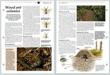 Wood ant colonies for sale  SLEAFORD