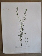 Vintage print callitciche for sale  Belfast