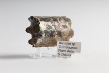 Baculite fossil south for sale  Kennett Square