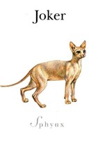 Sphynx cats playing for sale  Bakersfield