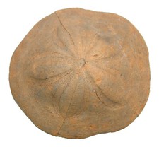Miozän clypeaster crassicosta gebraucht kaufen  Erlangen
