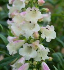 Penstemon arabesque applebloss for sale  WORKSOP