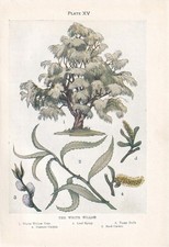 1910 white willow for sale  BIDEFORD