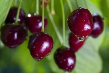 Sweet cherry tree for sale  STRABANE