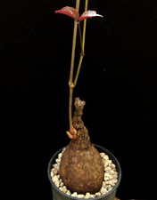 Cyphostemma pachypus caudex for sale  Shipping to United Kingdom