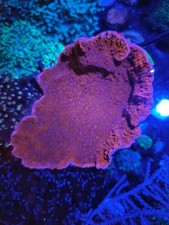 Wysiwyg red montipora for sale  BRISTOL