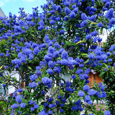 Californian lilac trellis for sale  PETERBOROUGH