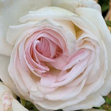 Top cream rose for sale  Summerville