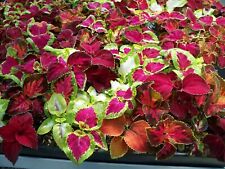 500 coleus rainbow for sale  Upland