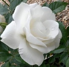 Iceberg floribunda rose for sale  WISBECH