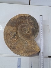 Ammoniten groß fossilien gebraucht kaufen  Berg b.Neumarkt i.d.OPf.