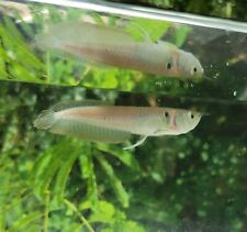 Silver arowana osteoglossum for sale  Palm Bay