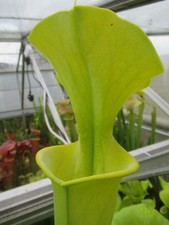 Sarracenia flava maxima for sale  GRAVESEND