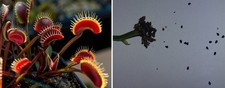 Semi dionaea muscipula usato  Grumo Appula