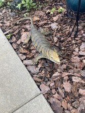 Monitor lizard aaa for sale  Sioux Falls