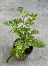 Wampee tree pot for sale  El Monte