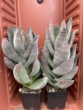Lot live crassula for sale  Gilroy