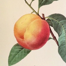 Redoute fruits peche for sale  Sahuarita
