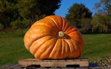 Atlantic giant pumpkin d'occasion  Expédié en France