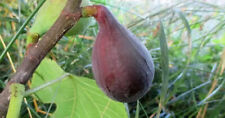 Ficus carica lungo usato  Trappeto