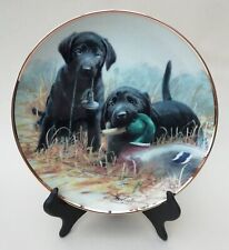Black labrador puppies for sale  WARRINGTON