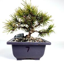 Mugo pine slowmound for sale  Lawrence Township