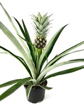 Large pineapple plant for sale  Castaic