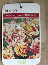 Oranges lemon potted for sale  WISBECH