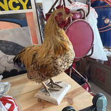 taxidermy chicken for sale  Fallbrook