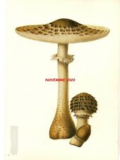 Lepiota procera poco usato  San Teodoro