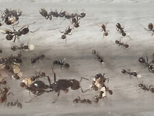 Reine fourmis messor d'occasion  Maisons-Alfort