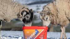 Sheep ewe crystalyx for sale  ENNISKILLEN