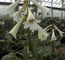 Riesen lilie cardiocrinum gebraucht kaufen  Bad Zwischenahn