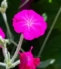 Rose campion hardy for sale  Lynden